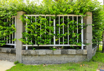 Brick wall and green leaf