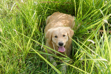 Portrait of a golden retriever in the grass © Achira22