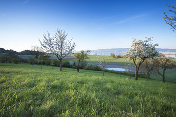 Fototapeta premium Frühlingsmorgen in Markelfingen am Bodensee