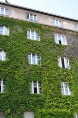 Urban House with Green Walls