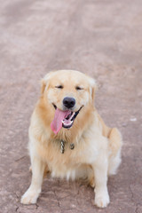 Obraz premium Portrait of a golden retriever dog