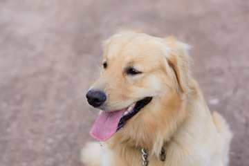 Obraz premium Portrait of a golden retriever dog
