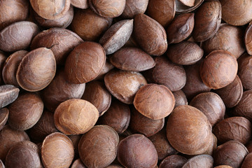 Legumes of Sacha inchi or Inca peanut.