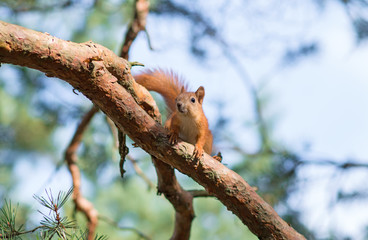 Red squirrel on the tree. Sciurus vulgaris.