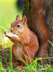 Naklejka na ściany i meble Red squirrel eating apple. Sciurus vulgaris.