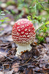 red mushroom in the forest