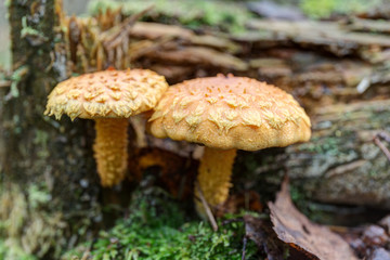 pholiota close up