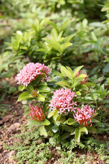 spike flower or Pink ixora flowers bloom on tree in the public g