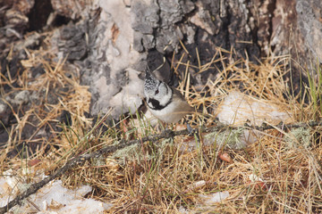 Bird on branches