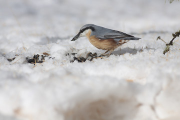 Bird in the snow