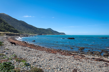 Rugged coastline of Kaikoura