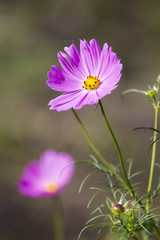 sunny pink flower