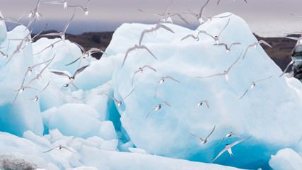 Birdlife in Jokulsarlon, a large glacial lake in Iceland