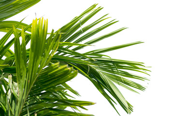 Green leaf of palm tree isolated on white background
