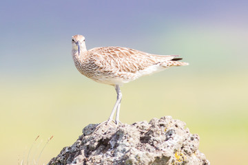 Whimbrel - Iceland