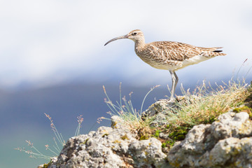 Whimbrel - Iceland