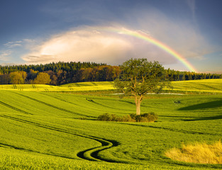 Beautiful, colorful rainbow after passing an evening rainstorm
