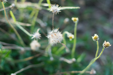 Mexican daisy, Tridax daisy, Wild Daisy on blur background.