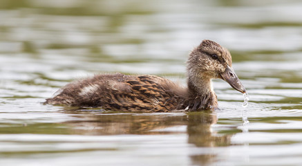 Young mallard duck, juvenile