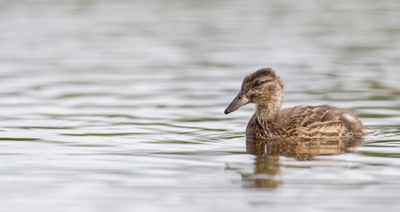 Young mallard duck, juvenile