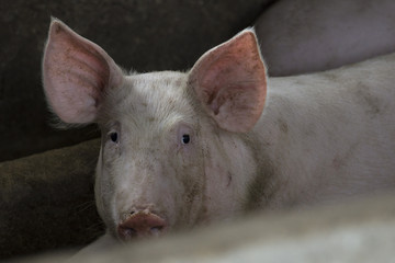 Fototapeta premium Image of small pigs in the farm.