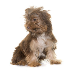 chocolate puppy yorkshire terrier