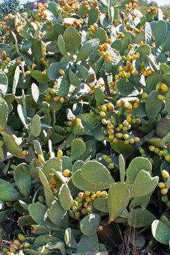 
Chumbera con higos (Opuntia ficus-indica)