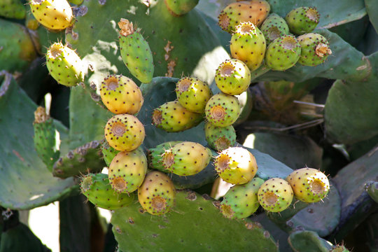 Chumbera con higos (Opuntia ficus-indica)