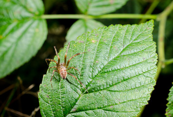 Kreuzspinne, Männchen (Draufsicht)