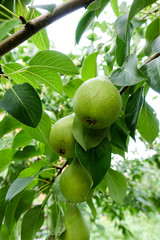 Pears on the tree