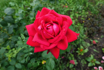 Red rose in the garden