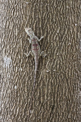 Image of chameleon on trees.