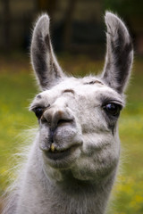 Fototapeta premium Llama, 2016