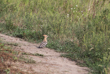 Beautiful bird - the hoopoe