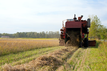 harvesting whrat field