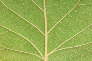 Young green leaf