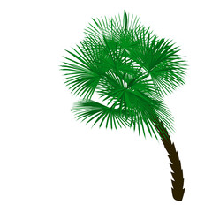 Green palm tree at an angle isolated on white background illustration