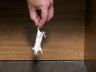 Man's hand pulls a live white mouse out of the closet.