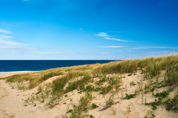 Fototapeta na wymiar Landscape with sand dunes at Cape Cod