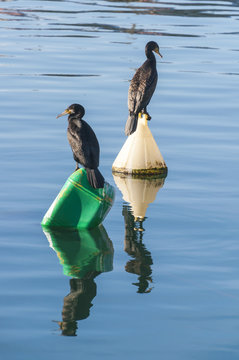 Cormoranes posados en bollas del puerto con reflejo en el agua