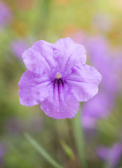 Obraz premium Violet flowers in the morning
