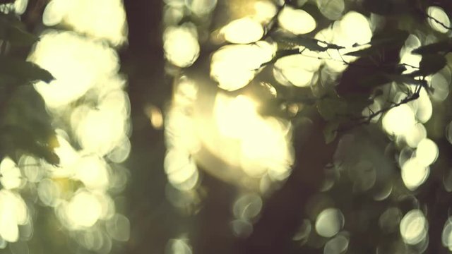 4K autumn foliage against sun, dreamy abstract oof details,cu