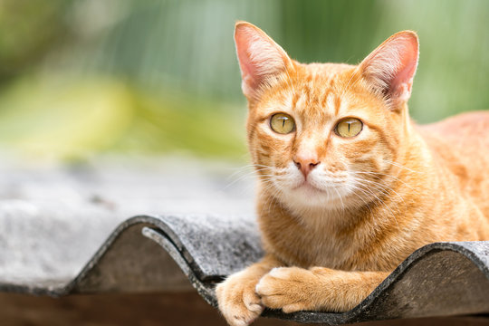 Ginger Cat