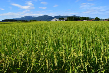 稔り始めた稲穂