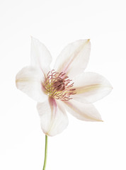Obraz na płótnie Canvas clematis flower