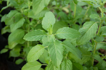 Ocimum sanctum onplant