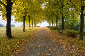 Naklejka premium Tree lined road in the park in autumn.