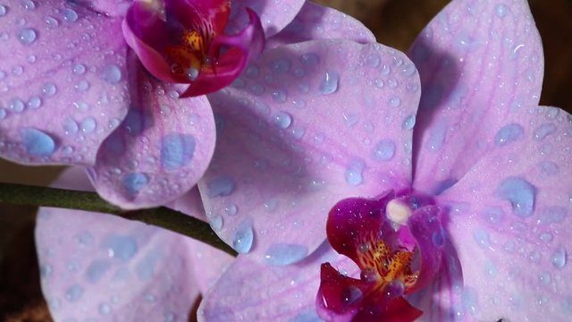 Orchidea