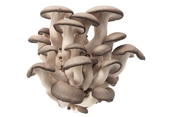 oyster mushroom on white