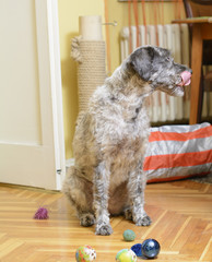 Dog sitting and licking its snout